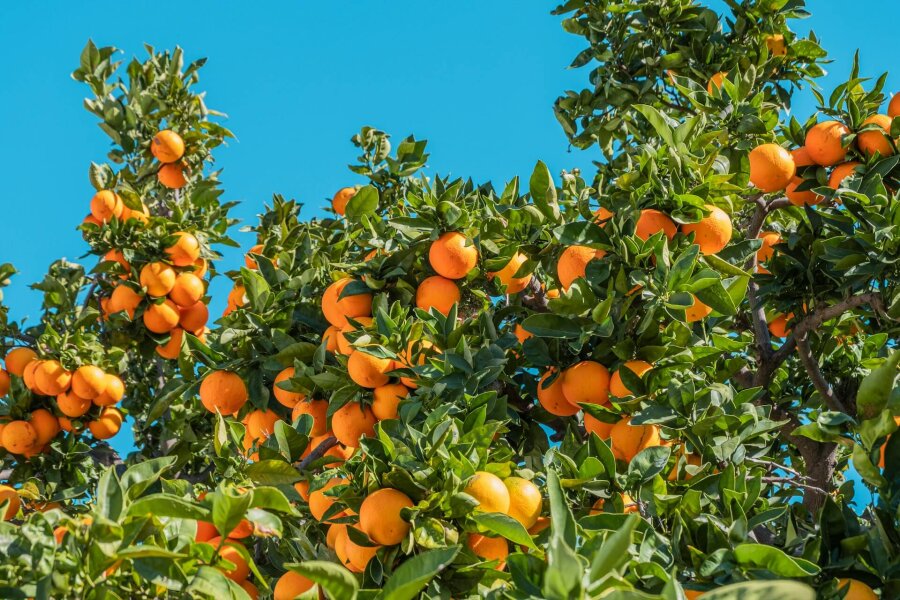 Mediterraner Dnger  Spezialnhrstoff fr Palmen & Zitruspflanzen