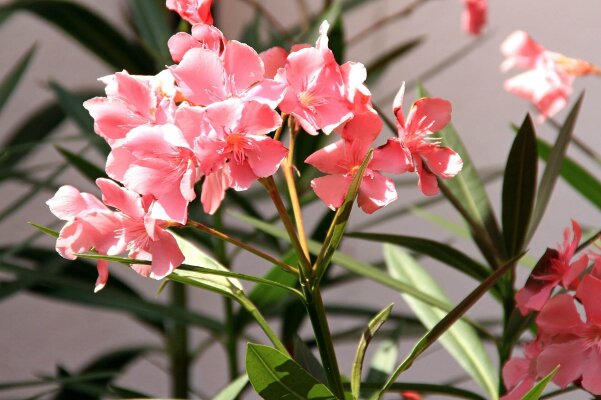 Oleander – So blüht deine mediterrane Schönheit das ganze Jahr! - 