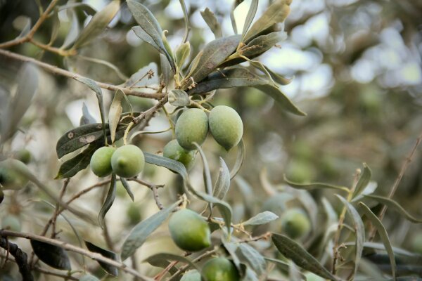 Olivenbaum pflegen – So bleibt er stark und gesund  - 