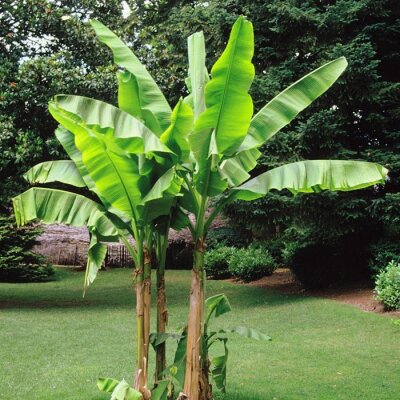 Japanische Faserbanane - Tropenfeeling im Garten - 